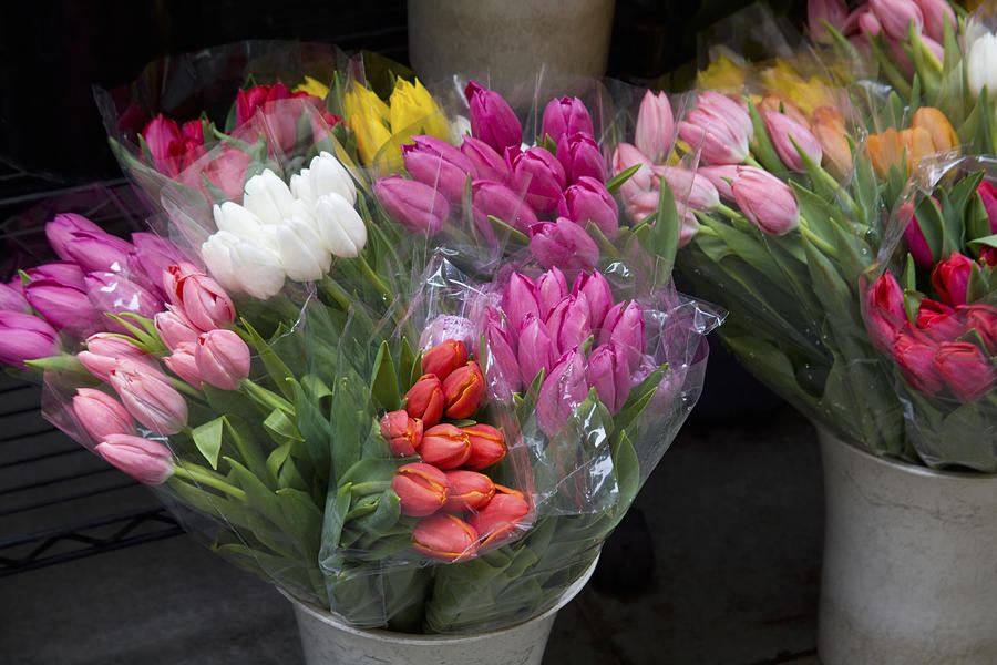 Tulip Bouquets Photograph by Diane Macdonald