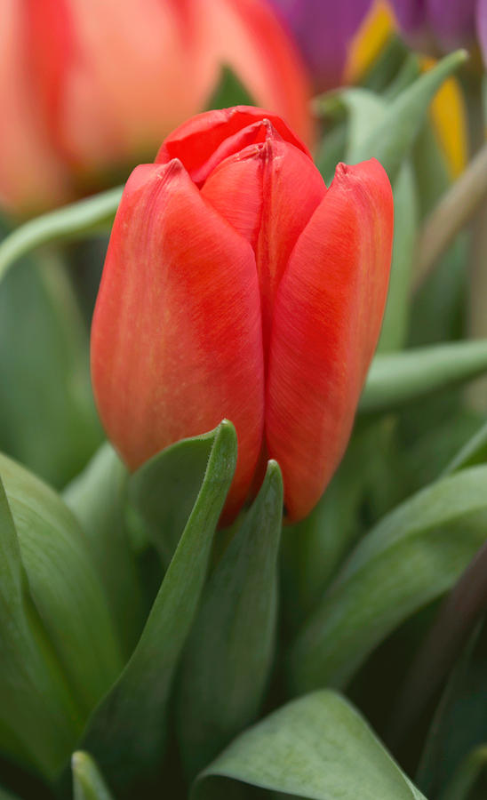 Tulip Bright Photograph by Arlene Carmel