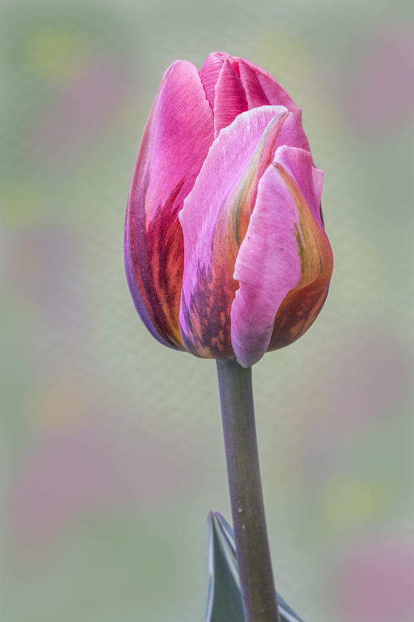 Tulip Photograph - Tulip Bud by Barbara Vietzke