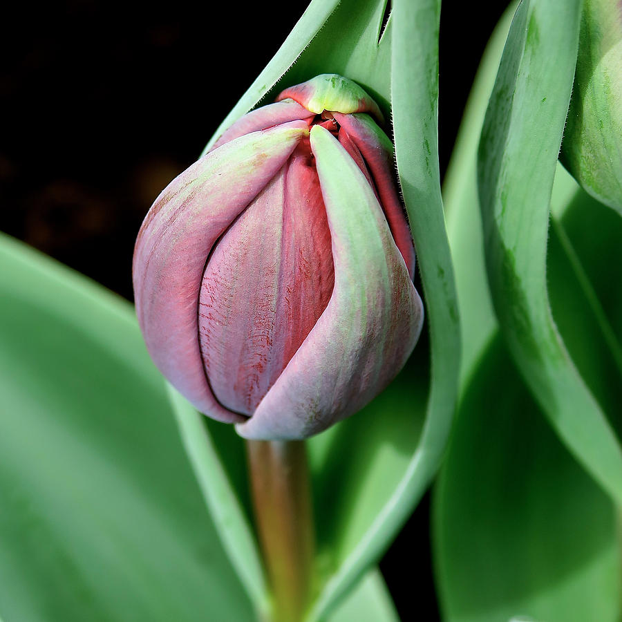 Tulip Photograph - Tulip Bud by Earth Garden Art