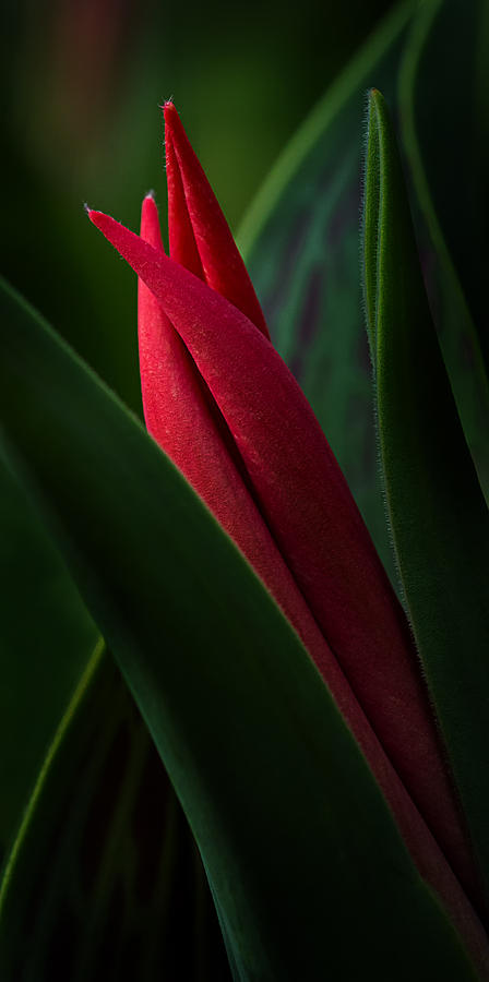 Tulip Bud Glow Photograph by Mary Jo Allen