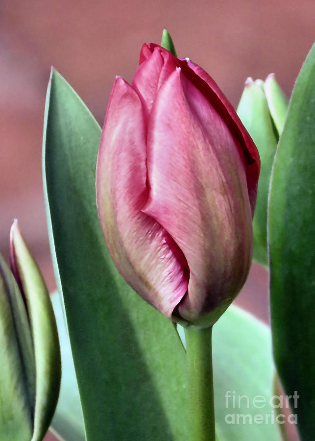 Tulip Bud Photograph by Janice Drew