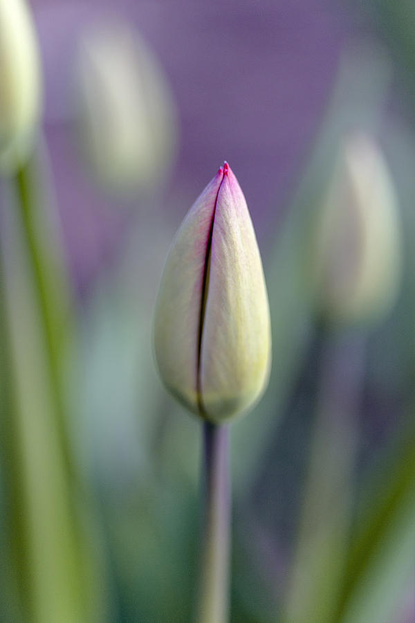 Tulip Bud Photograph by Tom Singleton