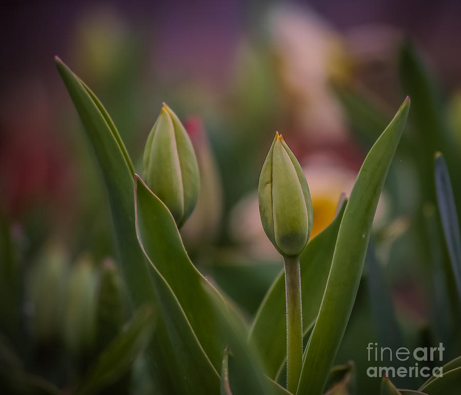 Tulip buds Photograph by Claudia M Photography