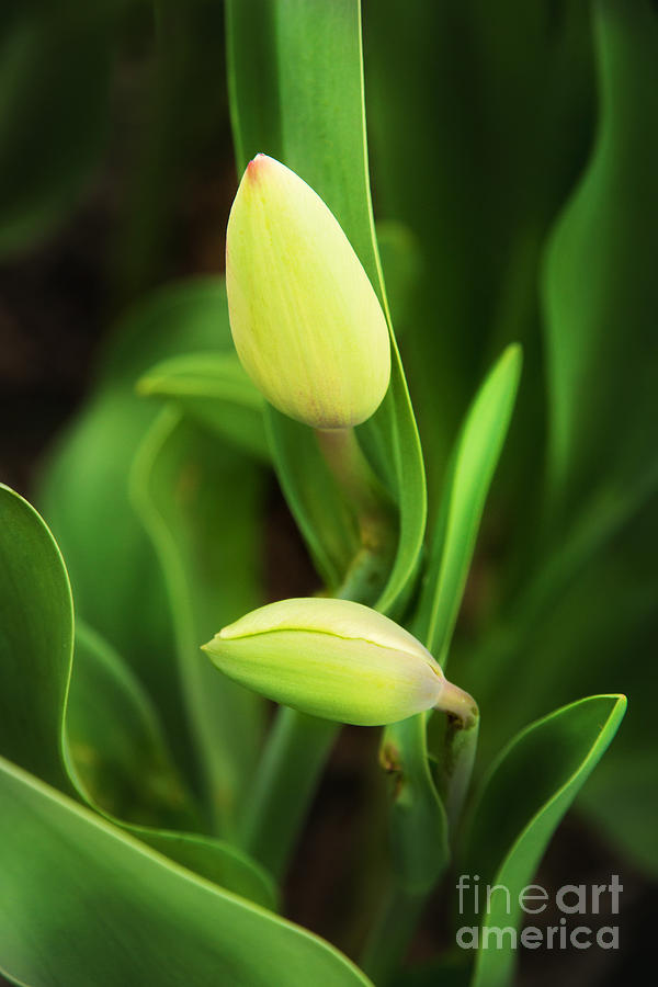 Nature Photograph - Tulip Buds by Sharon McConnell