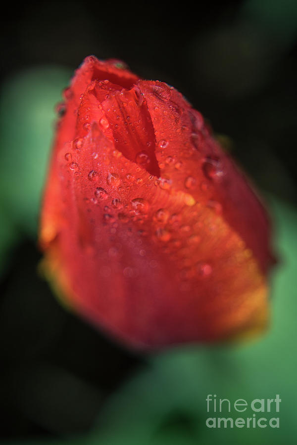 Tulip Bulb raindrops-1683 Photograph by Steve Somerville