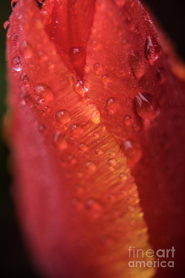 Tulip Bulb raindrops-1701 Photograph by Steve Somerville