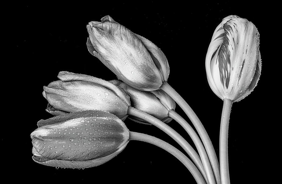 Tulip Bunch In Black And White Photograph by Garry Gay