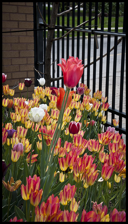 Tulip Burst Photograph by Deborah Klubertanz