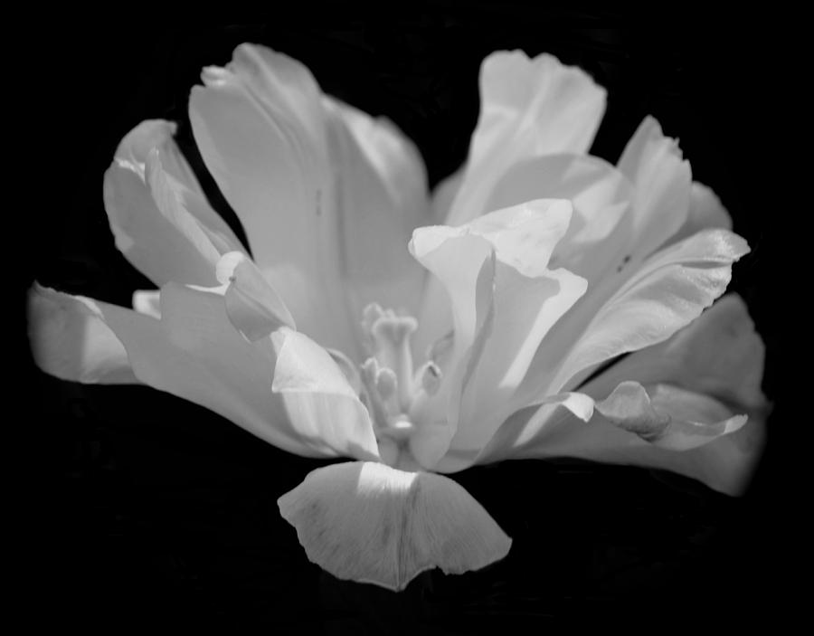 Tulip - BW Photograph by Maria Urso