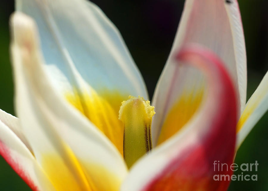 Tulip Calyx 4 Photograph by Rudi Prott