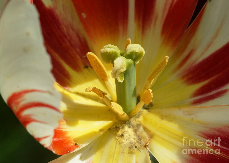 Tulip Calyx 5 Photograph by Rudi Prott