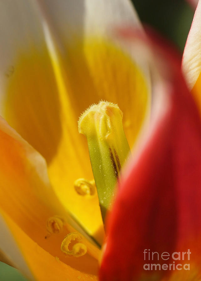 Tulip Calyx 6 Photograph by Rudi Prott