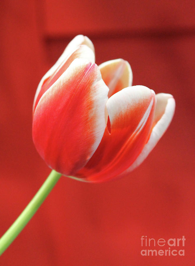 Tulip Canadian Style Photograph by Nina Silver