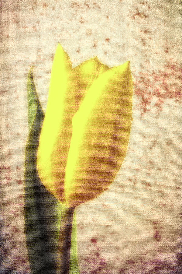 Tulip Canvas Photograph by Garry Gay