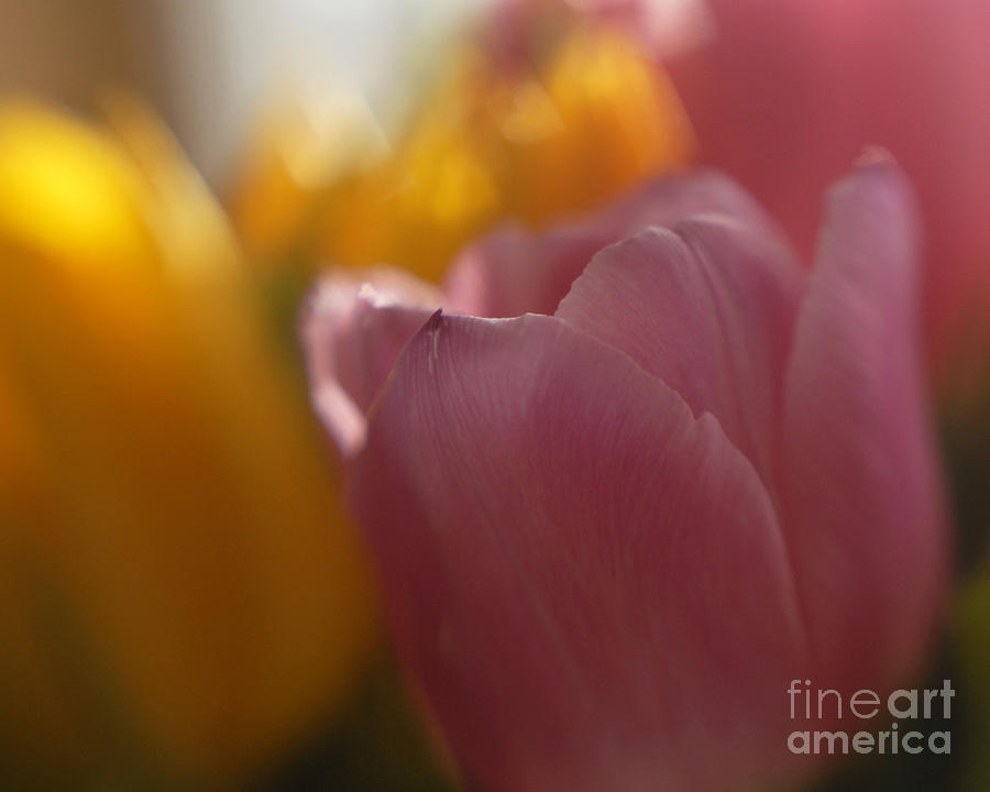 Tulip Photograph by Carien Schippers