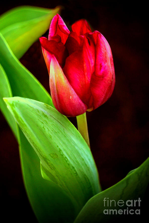 Tulip Caught in The Light Digital Art by Ian Gledhill