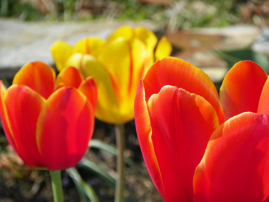 Tulip Celebration Photograph by Karen Wiles - Pixels