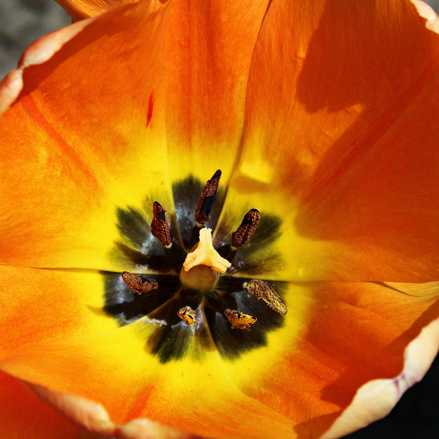 Tulip Center Photograph by Denise Irving - Fine Art America