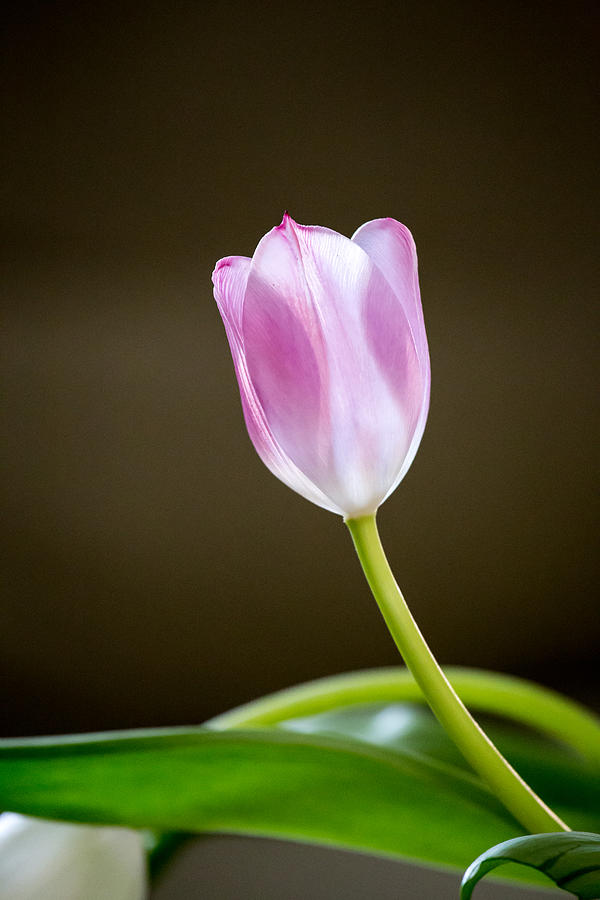 Tulip Photograph by Charles Hite