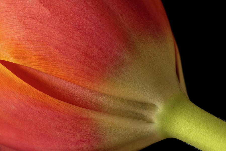 Tulip Photograph by Cheryl Day