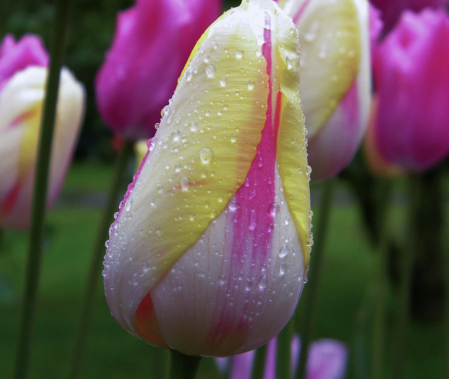 Tulip close-up 2 Photograph by Manuela Constantin