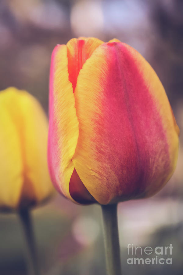 Tulip close up Photograph by Claudia M Photography