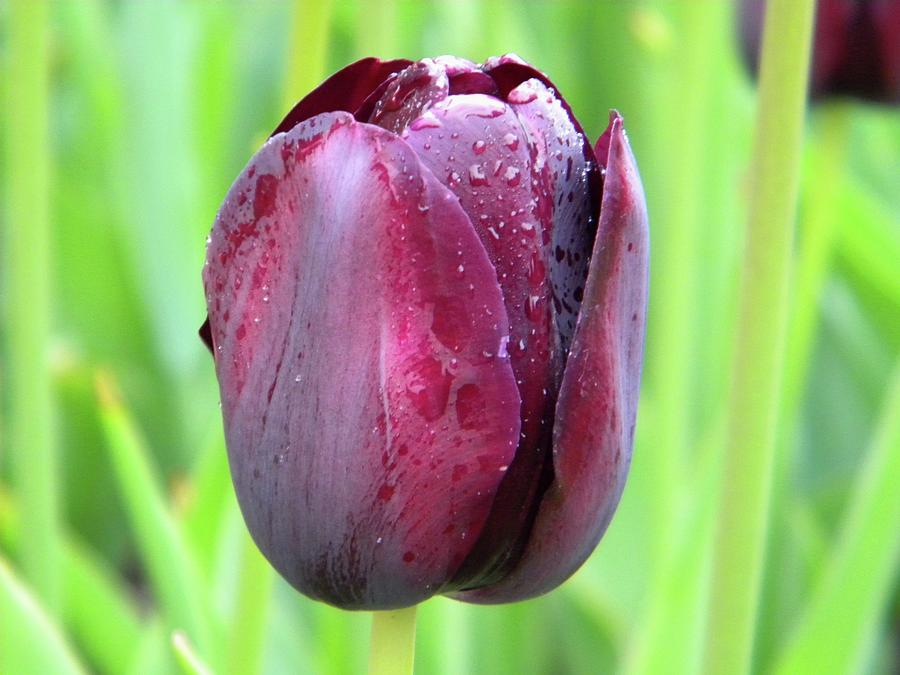 Tulip closeup1 Photograph by Manuela Constantin