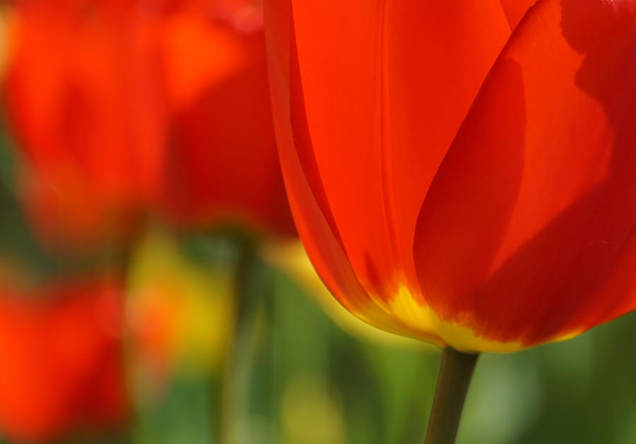 Tulip Color Pop Photograph by Rachel Cohen