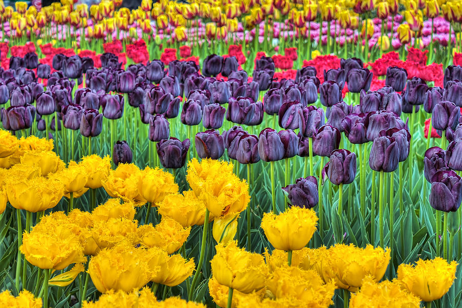 Tulip Colors Photograph by Nadia Sanowar