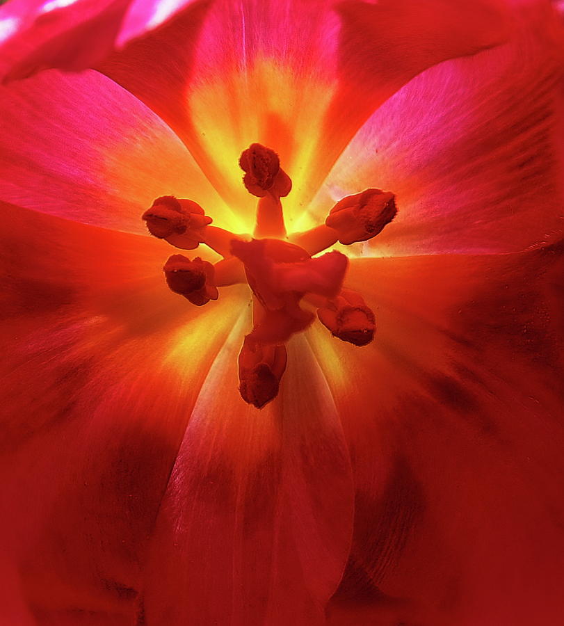 Tulip Colour Burst Photograph by Jeff Townsend