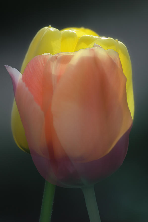 Tulip Combo Photograph by Ross Powell