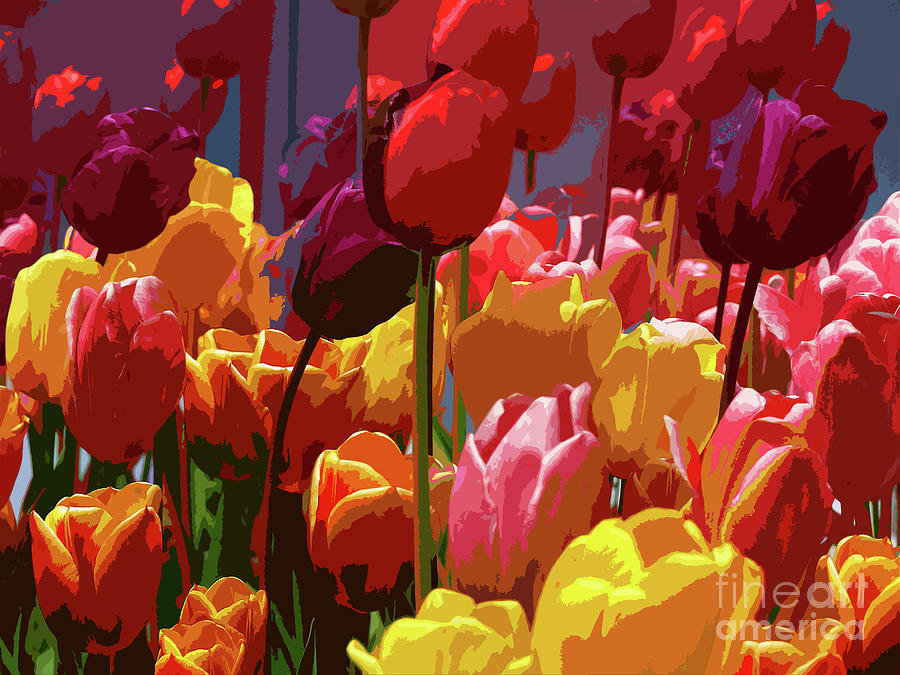 Tulip Photograph - Tulip Confusion by Sharon Talson