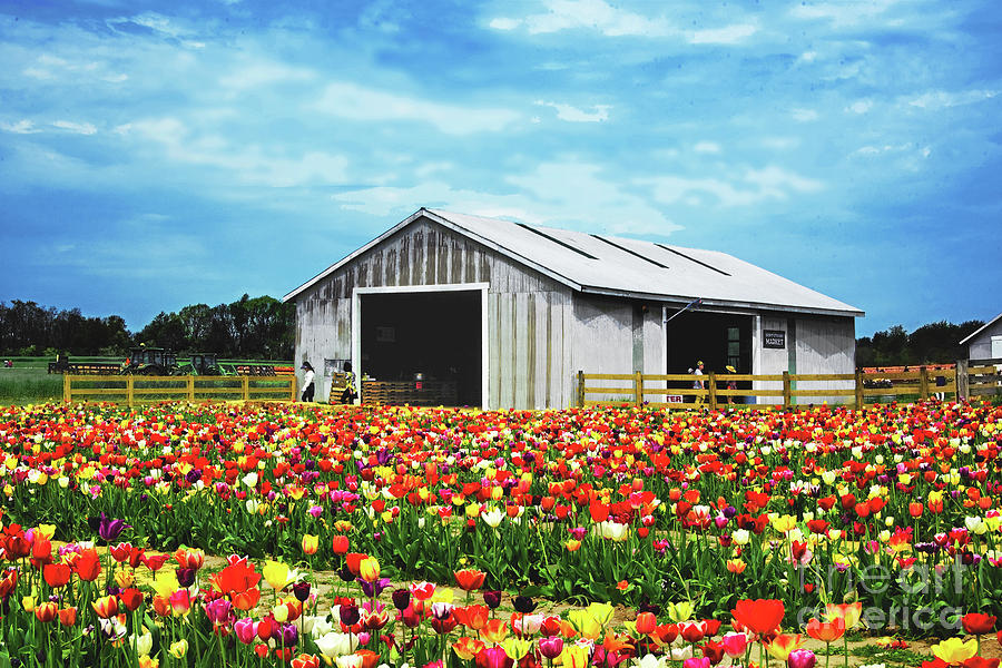 Tulip Cutting Garden And Shed Photograph
