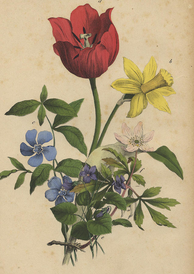 Vintage Drawing - Tulip daffodil perriwinkle by German Botanical Artist