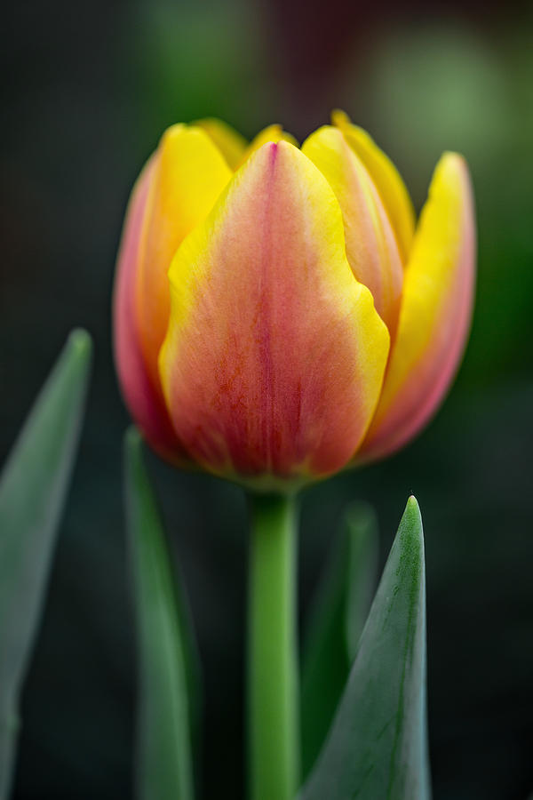 Tulip Photograph - Tulip by Dale Kincaid