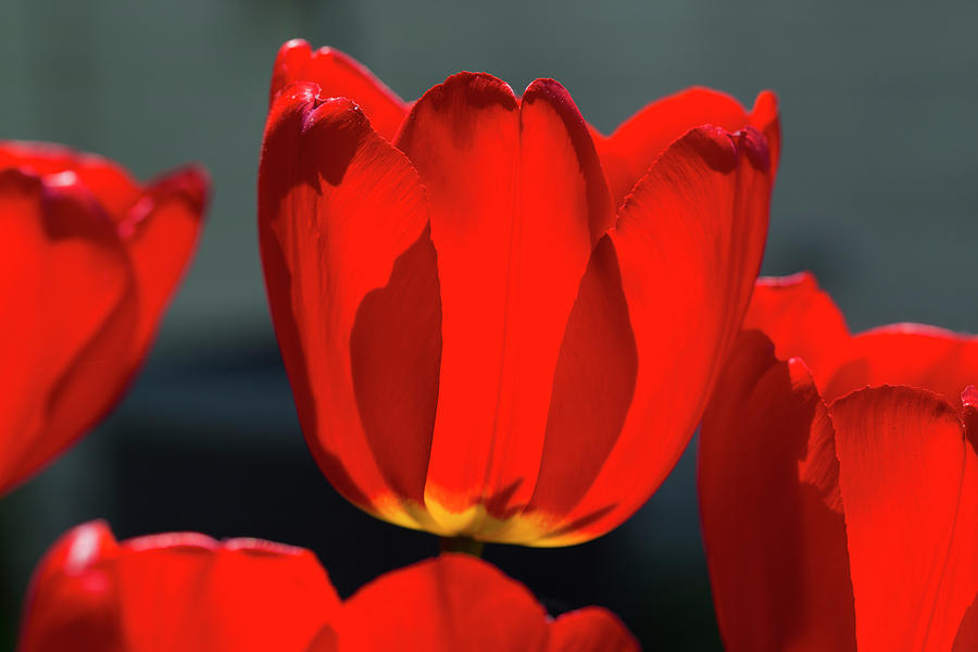 Tulip Photograph by David Stasiak