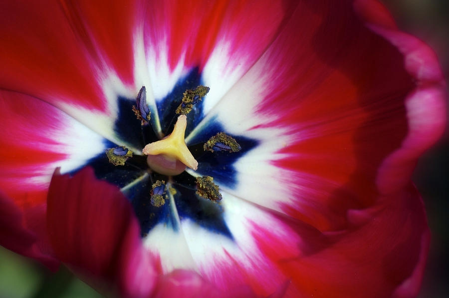 Spring Photograph - Tulip Dazzle by Emerita Wheeling