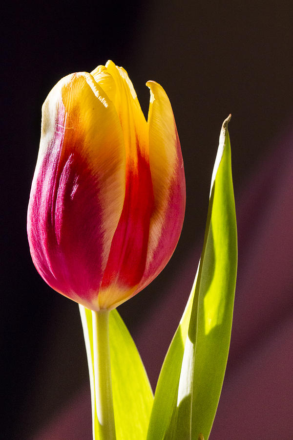 Nature Photograph - Tulip Declare Your Love I V by Darby Donaho