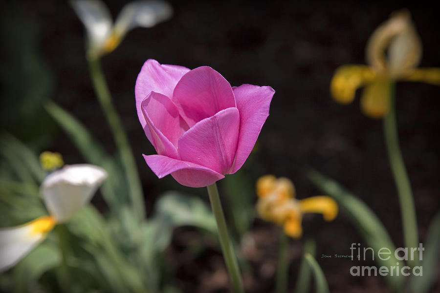 Tulip Delight Photograph by Lone Palm Studio