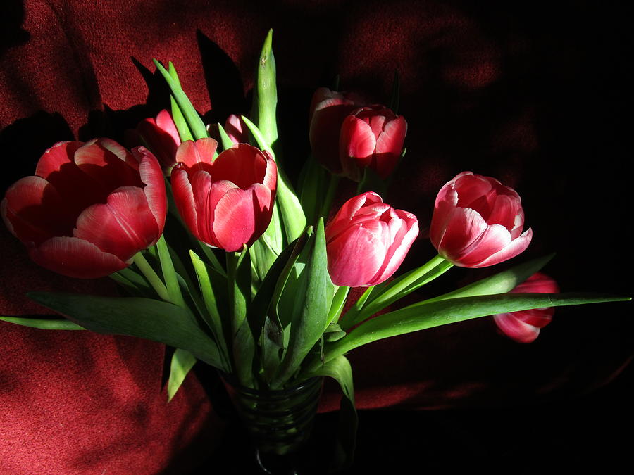 Tulip delight Photograph by Rosita Larsson