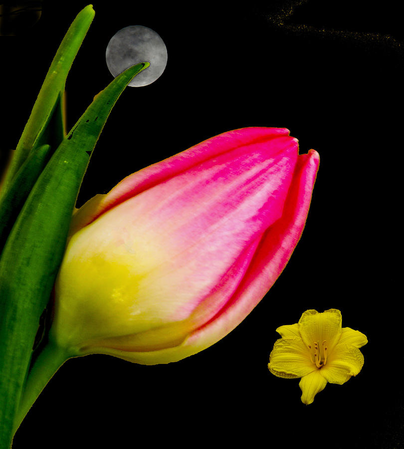 Tulip Photograph by Dennis Dugan