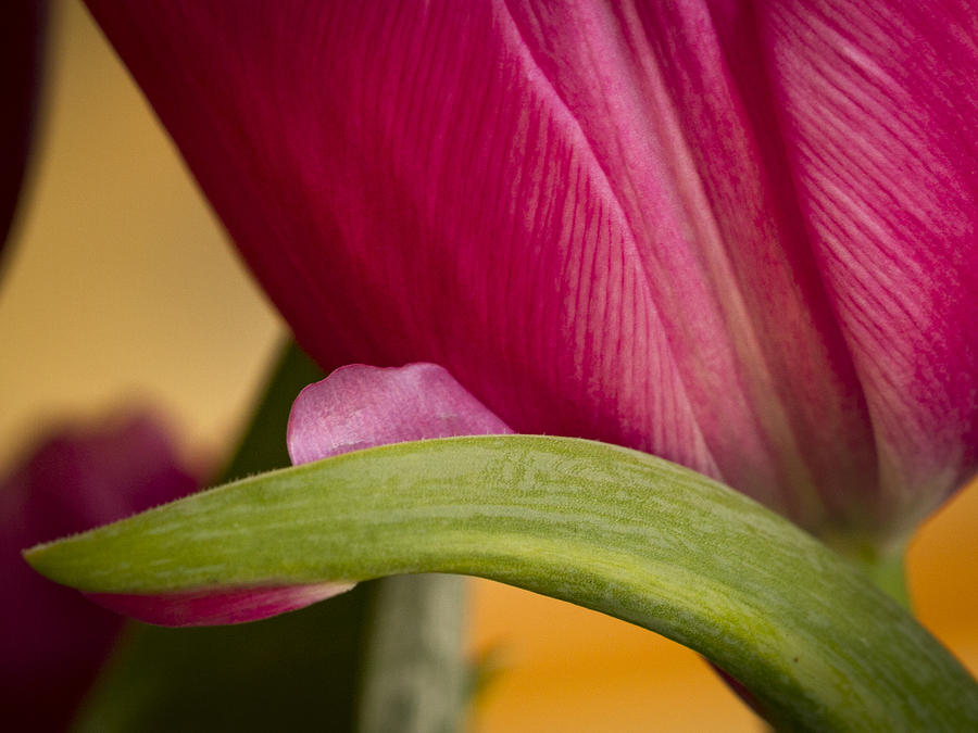Tulip Detail Photograph by Jean Noren