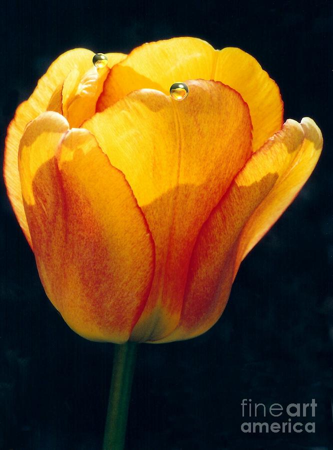 Tulip Photograph by Diane E Berry