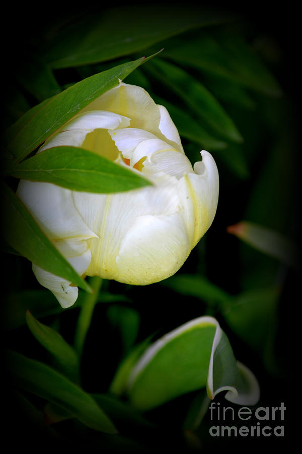 Tulip Photograph by Diane montana Jansson