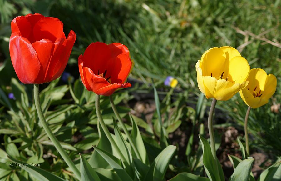 Tulip Double Date Photograph by Tracey Vivar