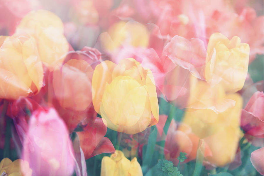 Tulip Photograph - Tulip Dreams by Toni Hopper