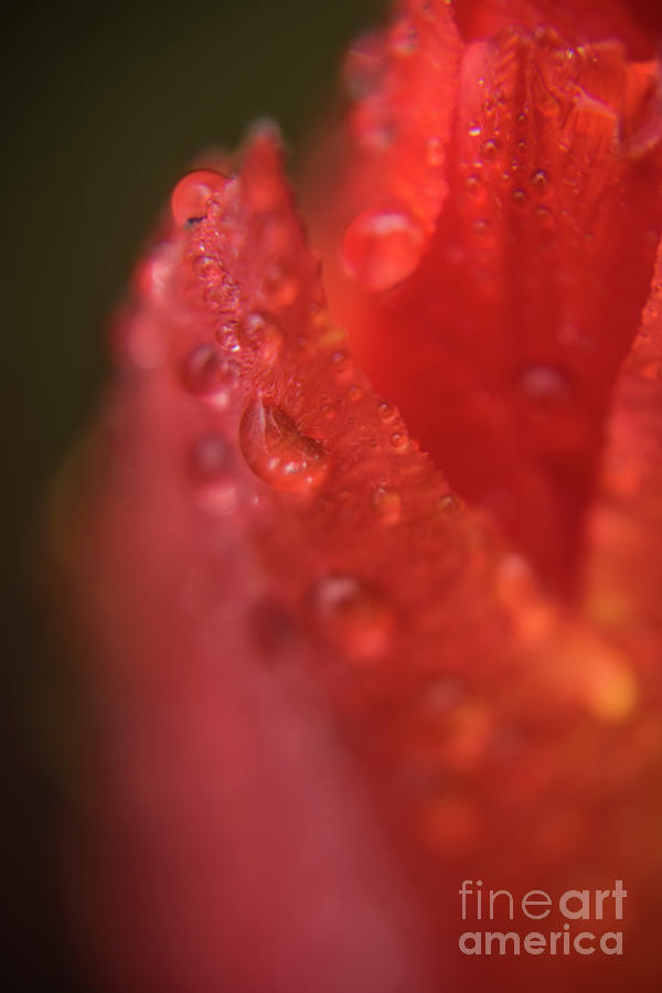 Tulip-droplets-1843 Photograph by Steve Somerville