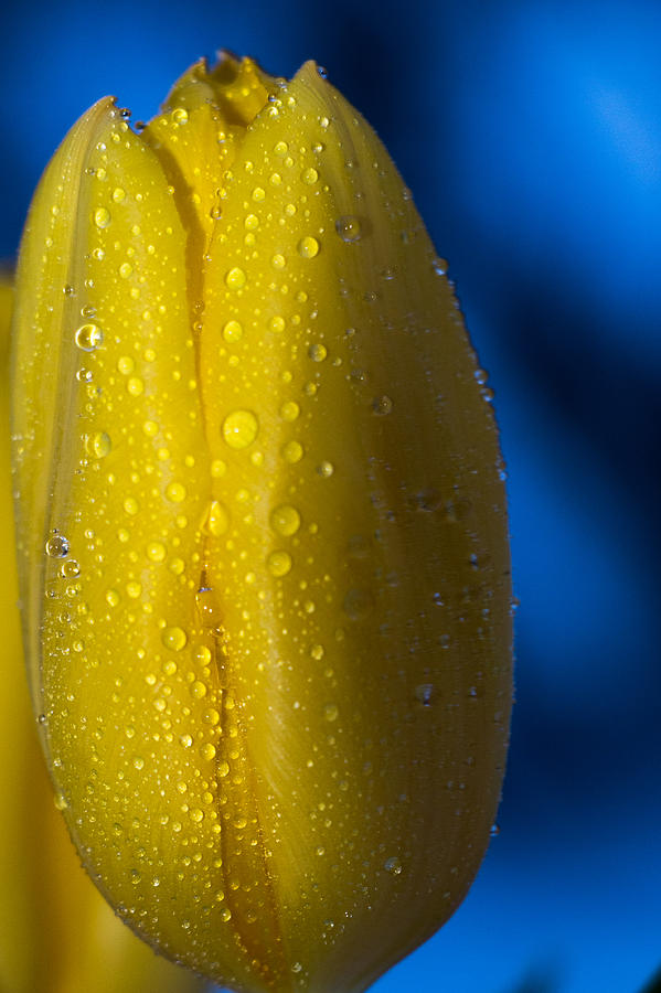 Flowers Still Life Photograph - Tulip Droplets by Connor Koehler