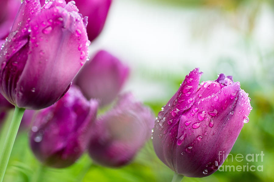 Tulip Drops Photograph